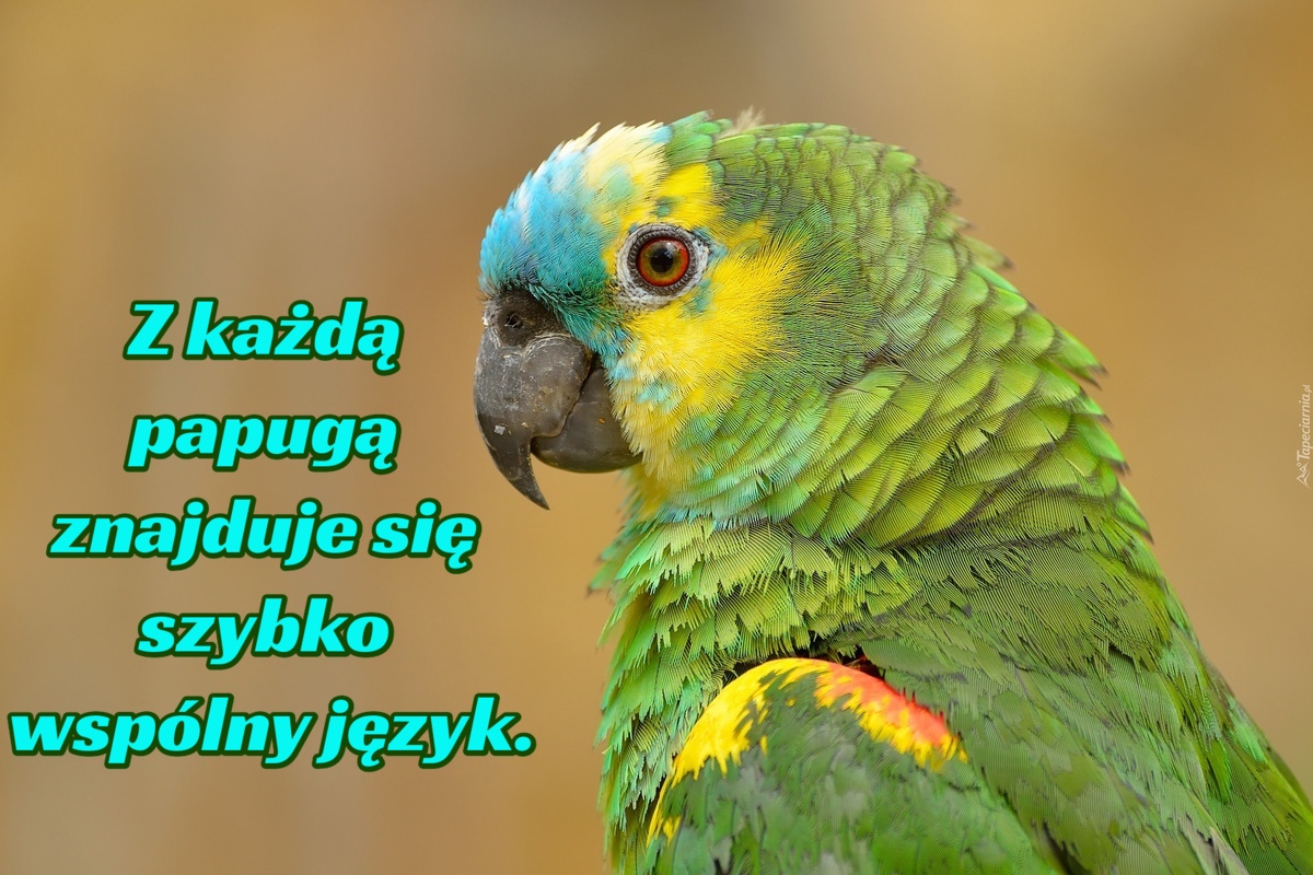 Z każdą papugą znajduje się szybko wspólny język