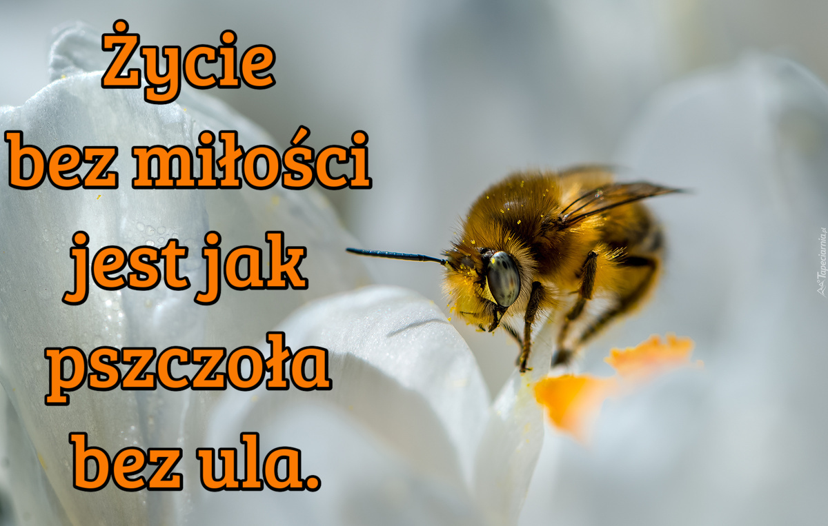 Życie bez miłości jest jak pszczoła bez ula