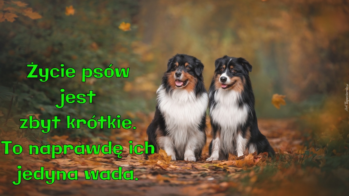 Życie psów jest zbyt krótkie. To naprawdę ich jedyna wada