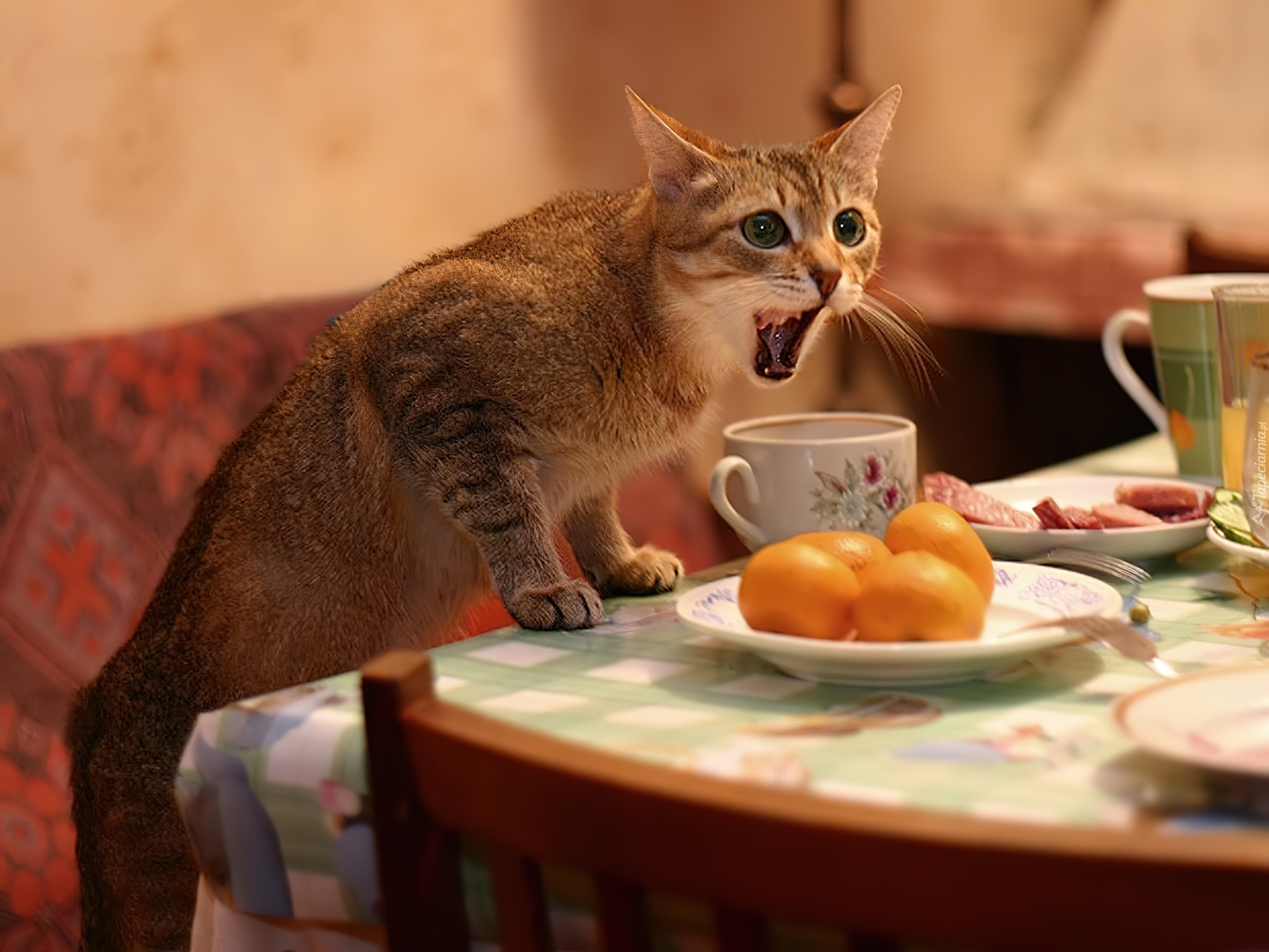 Kot, Stół, Kubki, Pomarańcze