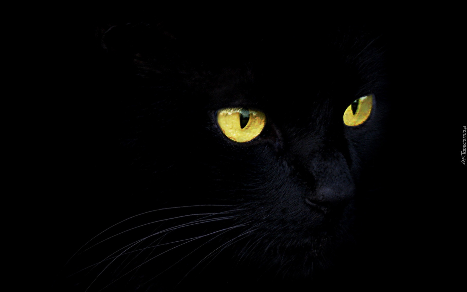 Czarny, Kot, Ciemność