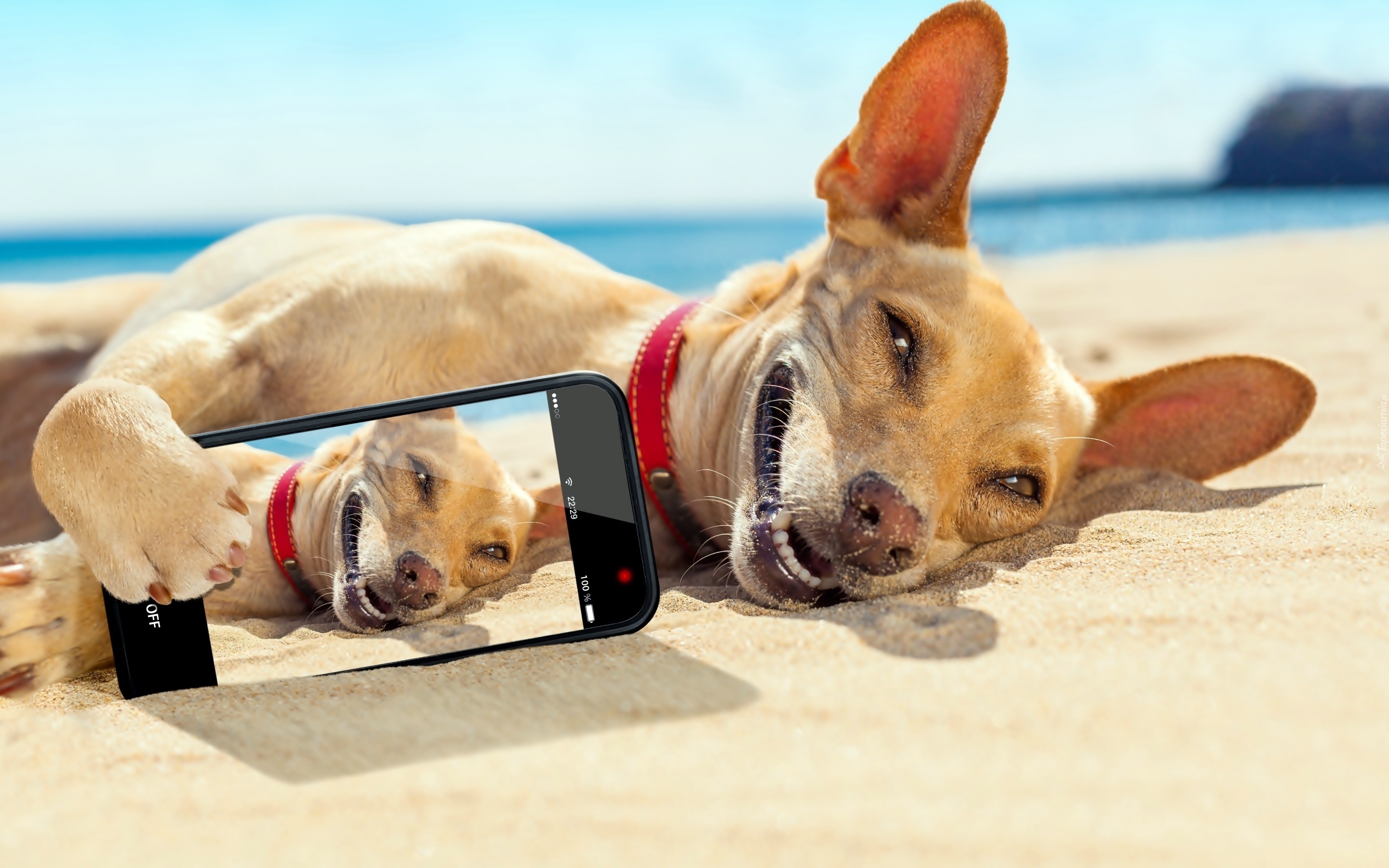 Pies, Plaża, Morze, Telefon, Selfie