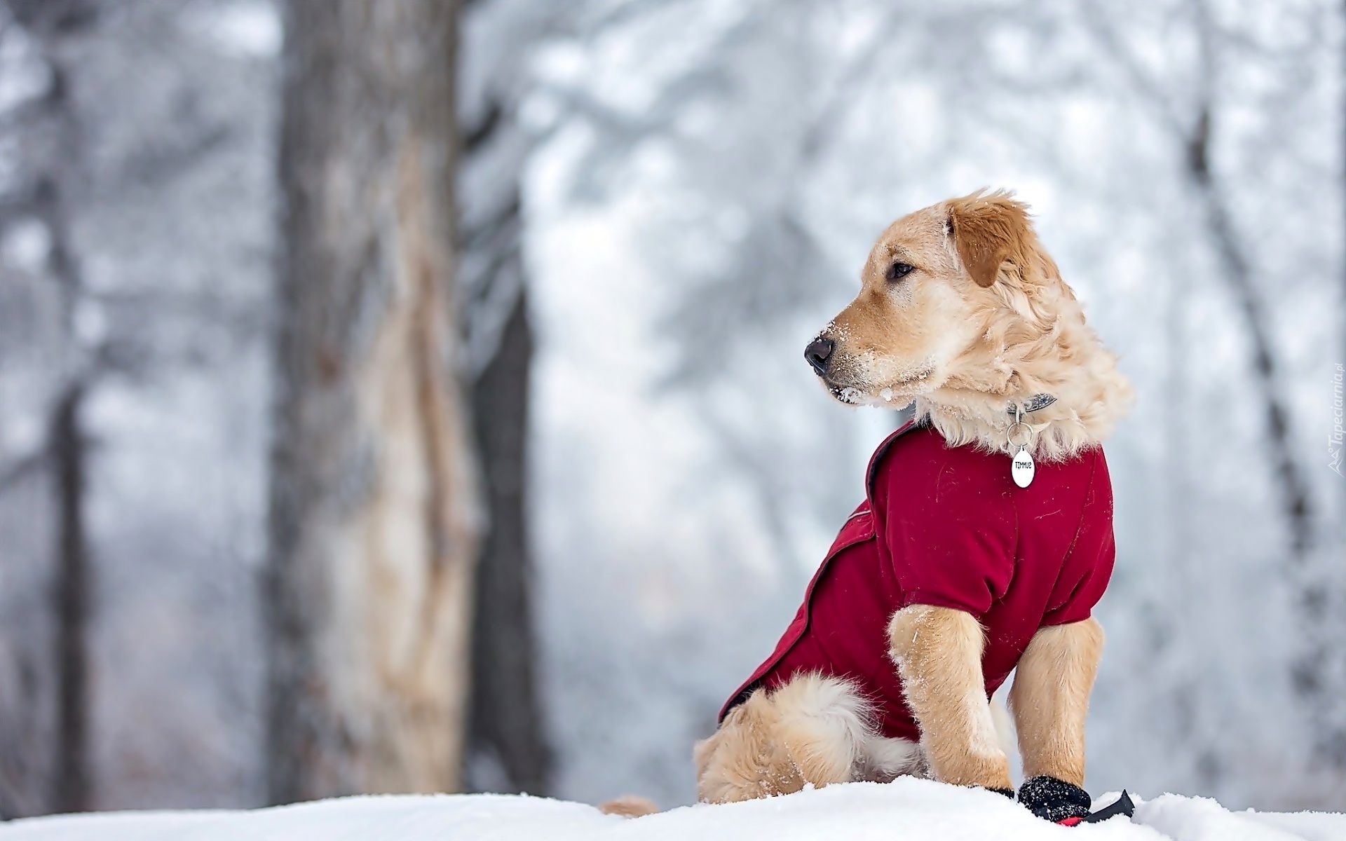 Pies, Golden retriever, Czerwone, Ubranko, Śnieg