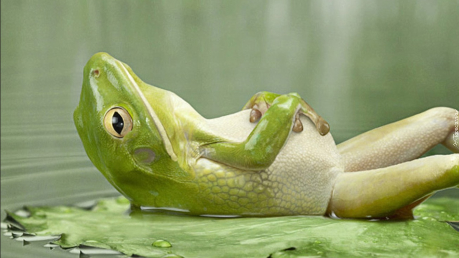 Żabka, Odpoczynek