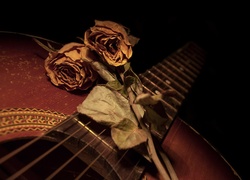 Suche, Róże, Gitara