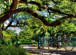 Park, Wejście, Drzewo, Rower