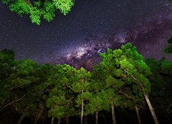 Noc, Niebo, Gwiazdy, Drzewa